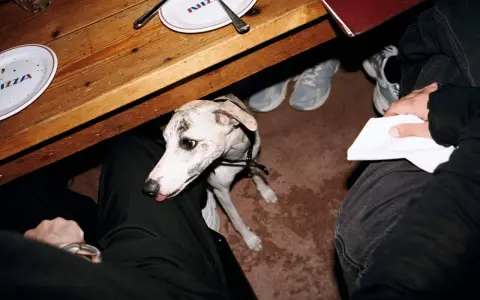 En vitkål hund sitter under ett träbord, med tallrikar med texten "PIZZA" och skor som syns i bakgrunden.