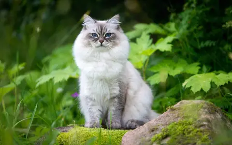 A fluffy Neva Masquerade cat with striking blue eyes sits on mossy rocks in a lush green garden.