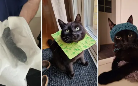 En svart katt med en grön duk runt halsen och en annan med en blå mössa. En tredje bild visar en svart katt som biter på sladdar.