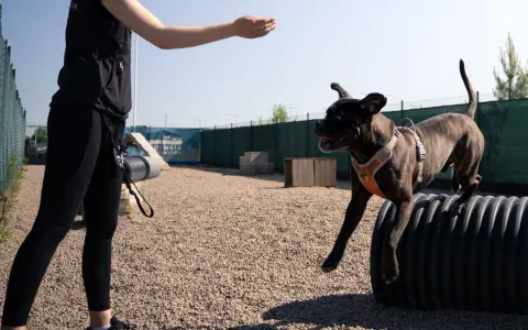 En hund hoppar över ett hinder på en hundträningsbana. En person sträcker ut handen för att uppmuntra hunden, ett perfekt sätt att aktivera hund på promenad.