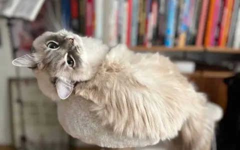 En fluffig katt med blå ögon ligger på en klösmöbel. Bakom syns en bokhylla. Denna katt påminner om stora kattraser.