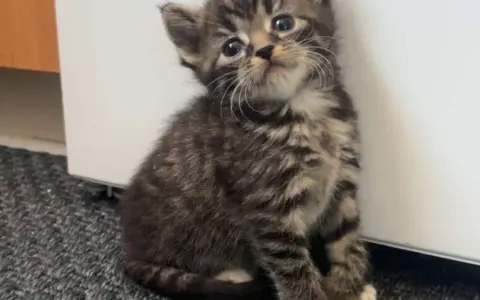 En söt, randig kattunge av rasen brittisk korthår tabby sitter på en grå matta och tittar upp med stora, nyfikna ögon.