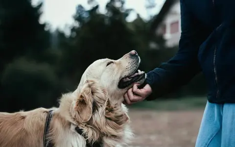 En person klappar en glad golden retriever utomhus. Kanske en ny chans för hunden, en omplacering som ger lycka.