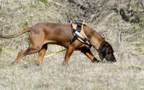 Brun hund med orange sele nosar i gräset, redo för anlagsprov.