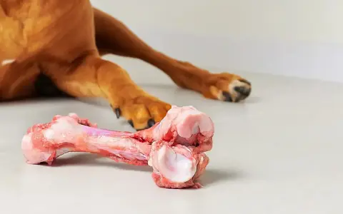 En brun hund ligger på golvet och tuggar på ett stort, rått ben.
