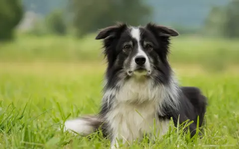 En vacker border collie vilar i det höga gräset, redo för nästa äventyr.