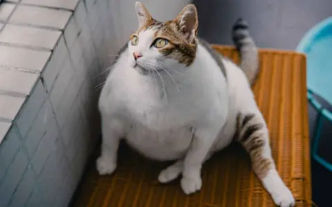 En tjock katt med vita och bruna markeringar sitter på en orange stol och tittar uppåt.