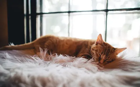 En orange katt sover djupt på en fluffig vit matta. Den drömmer säkert om hur mycket sover en katt, kanske 16 timmar om dygnet.