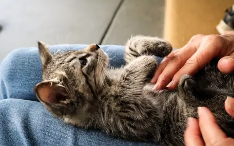 En liten kattunge som verkar ha svårt att kissa ligger på någons knä.