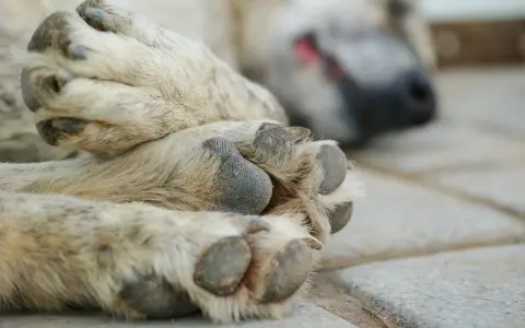 En hund sover på stenplattor. Tassarna är i fokus, med synliga klor. Hur många klor har en hund? Vanligtvis fem på framtassarna och fyra på baktassarna.