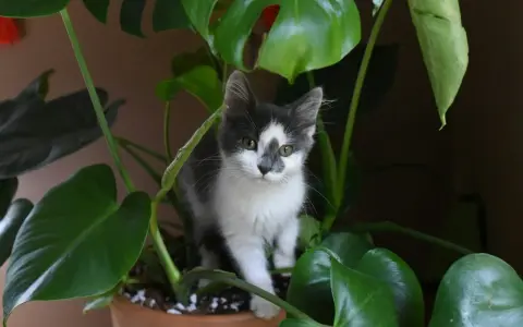 En kattunge gömmer sig bland stora gröna blad, som om den utforskar en djungel av blommor som katter tål.