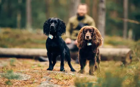 Två cocker spaniel i skogen, en svart och en brun. Båda bär halsband med ljus.