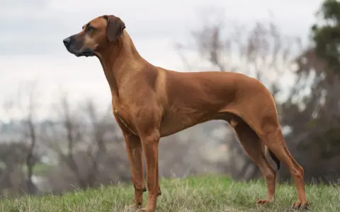 A Rhodesian Ridgeback dog stands alert on a grassy hill, looking to the left.