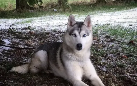 En siberian husky med isblå ögon vilar på marken nära ett gammalt, förfallet **siberian husky barn**.