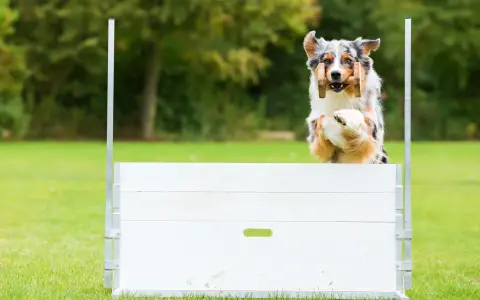En australisk herdehund hoppar över ett hinder i agility. Denna hundras är känd för sin snabbhet och intelligens.