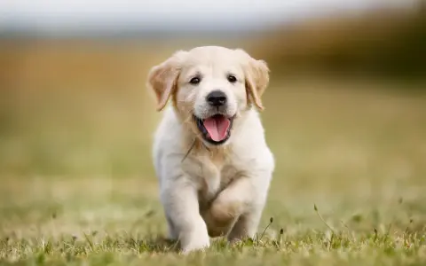 En glad golden retriever-valp springer över en gräsmatta. Valpens vikt är perfekt för dess ålder.