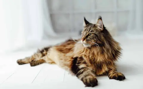 En ståtlig maine coon med gyllene ögon och en yvig päls ligger utsträckt på ett vitt trägolv.