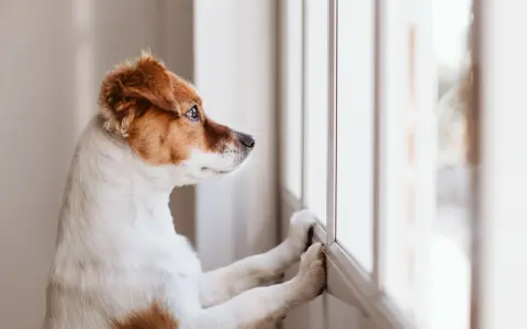 En hund ensam hemma tittar ut genom fönstret, längtar efter att någon ska komma hem.