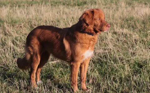 En ståtlig tollare hund står i ett solbelyst gräslandskap, redo för äventyr.