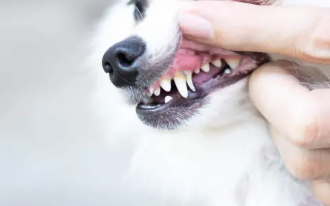 Close-up of a dog's mouth being opened by a hand, showing its teeth and gums.