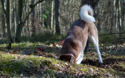 En brun och vit hund med krullig svans gräver i skogen. Kanske är den understimulerad och söker spänning i jorden.