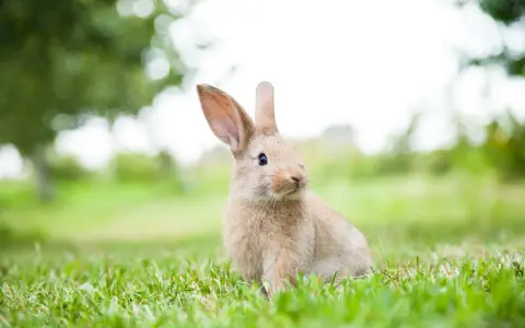 En söt kaninunge sitter i gräset. Visste du att kaniner har otroligt bra hörsel? Lär dig mer fakta om kaniner!