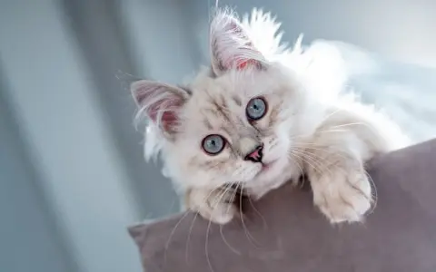 Söt kattunge med blå ögon som tittar upp. Snart dags för vaccination katt för att hålla den frisk och glad.