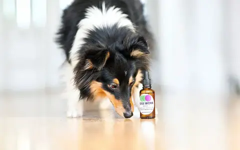 En nyfiken nose work hund nosar på en flaska med doft.