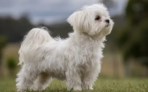 En söt malteser korthårig hund står i gräset och tittar uppåt.
