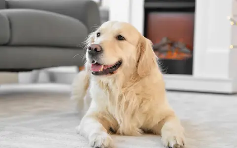 En glad golden retriever ligger på en matta framför en öppen spis. En fråga som många ställer sig är: hur mycket kostar en hund?