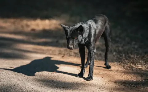 En ensam, mager svart hund med svansen mellan benen står på en grusväg i skuggan av träd.
