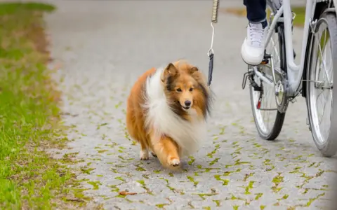 En sheltie njuter av att cykla med hund på en grusväg.