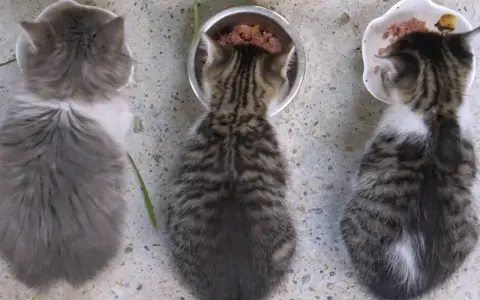 Tre kattungar, cirka 12 veckor gamla, äter från varsin skål. En är grå och fluffig, de andra två är randiga.