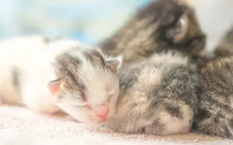 Söta kattungar, kanske 4 veckor gamla, sover tätt tillsammans. En vit och grå kattunge med rosa nos ligger längst fram.