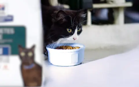Svartvit katt med gula ögon nosar på mat i skål. En annan katt syns suddigt i bakgrunden. Kanske en gastrointestinal katt som äter specialkost.