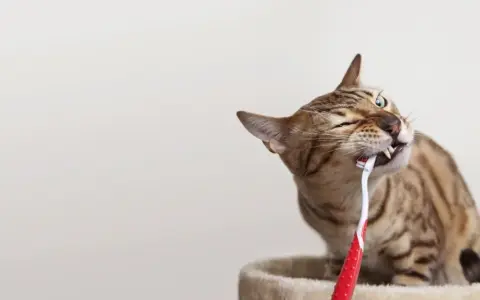 En bengalisk katt tuggar på en röd tandborste.
