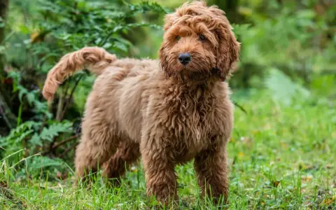 En fluffig, vuxen cockerpoo med rödbrun päls står i gräset bland gröna växter.