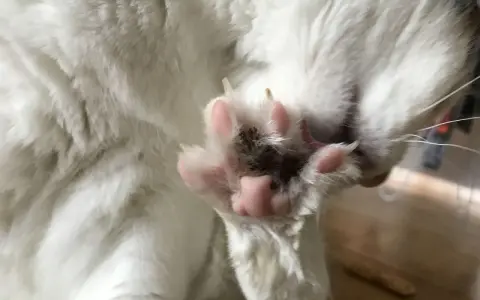 Närbild på en vit katts mjuka, rosa katt tassar med utsträckta klor.