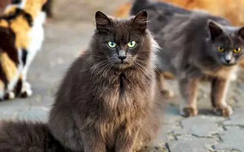 En grå långhårig katt med gröna ögon sitter framför andra katter. Den ser ut som en katt som kan behöva avliva katt som bits.