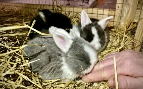 Små kaniner i halm, deras kanin ålder är svår att avgöra men de är söta. En hand sträcker sig mot dem.