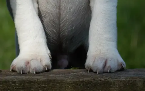 Hundens tassar vilar på en träbänk. Klorna är synliga, redo för kloklippning hund.