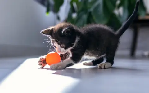 En lekfull kattunge med en orange boll. Denna kattmynta-älskande kattunge är redo för bus.