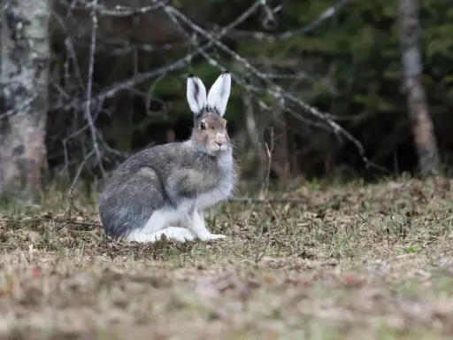 En snöhare sitter i skogen, redo att springa iväg. En kanin vs hare-diskussion kan börja här.