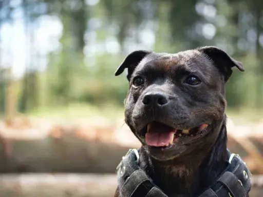 En glad staffordshire bullterrier med sele. Trots sitt rykte, är det ägaren som avgör om det finns staffordshire bullterrier nackdelar.
