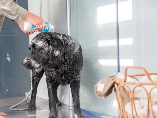En person häller schampo på en blöt, svart labrador i duschen. Det är dags för bada med hund!