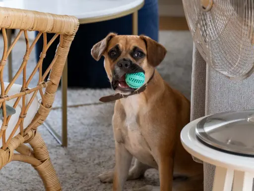 En brun hund sitter med en grön leksaksboll i munnen, redo att aktivera hund inomhus.