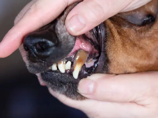 Hundens tänder med synlig tandsten. En person håller upp hundens läppar för att visa tänderna, vilket indikerar behovet av att ta bort tandsten hos hund.