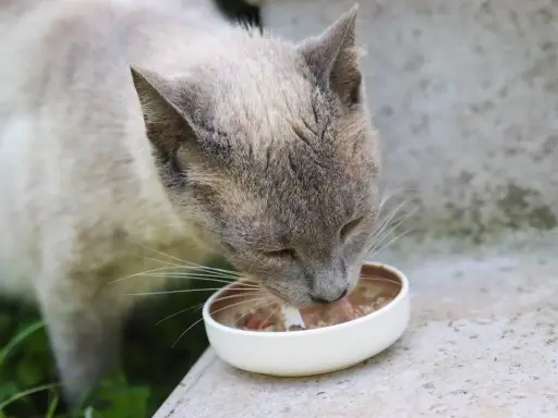 En katt äter ur en skål. Om du undrar över fortiflora katt biverkningar, är det bra att rådgöra med en veterinär.