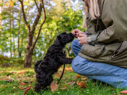 En liten, lurvig majs hund hoppar upp för att ta en godbit från sin ägare i en höstpark.