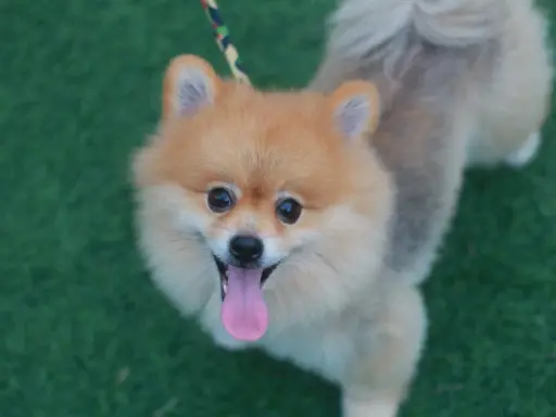En glad pomeranian på grön matta, perfekt för den som trotsar sin pomeranian allergi för att njuta av en söt hund.